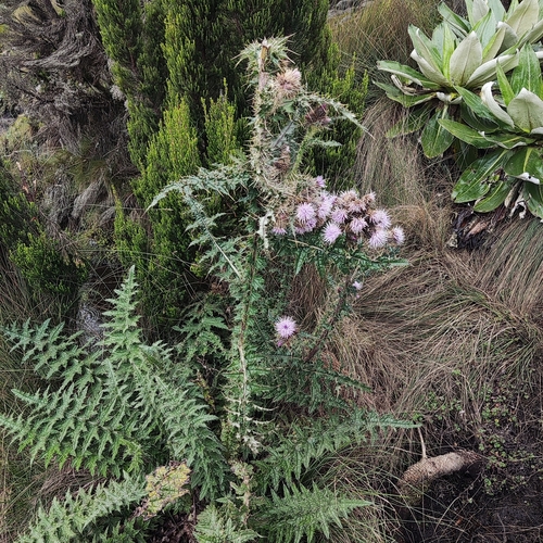 Afroalpine Thistle (Afrocarduus keniensis)