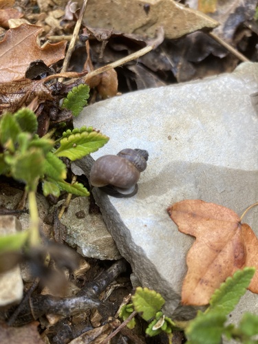Pomatias elegans