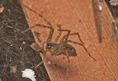 Dendrolycosa icadia