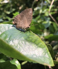 Surendra quercetorum