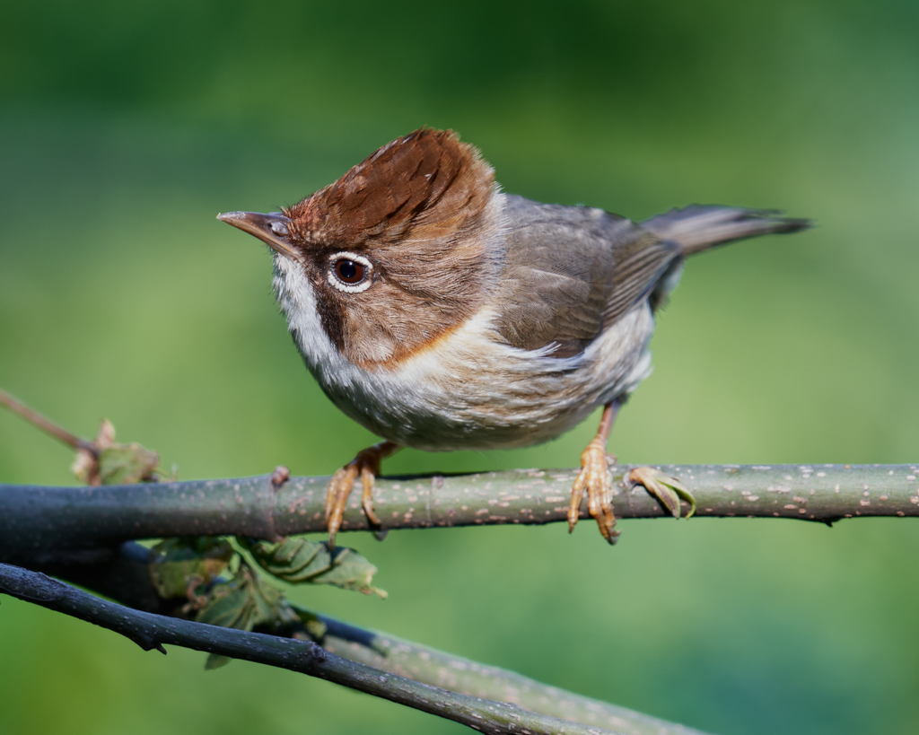Whiskered Yuhina photo