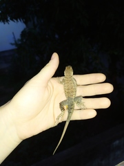 Tropidurus torquatus