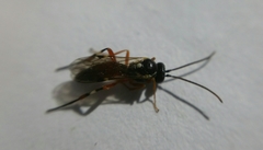 Diplazon laetatorius