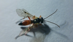 Diplazon laetatorius