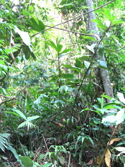 Costus guanaiensis