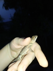 Tropidurus torquatus