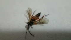Diplazon laetatorius