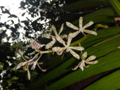Dipodium scandens