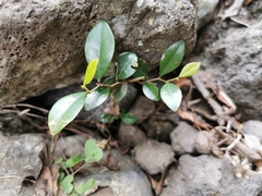 Securinega durissima