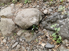 Securinega durissima