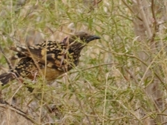 Chlamydera guttata