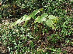 Boehmeria macrophylla