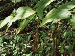 Boehmeria macrophylla