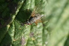 Helina impuncta
