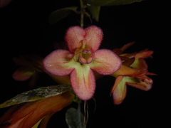 Aeschynanthus