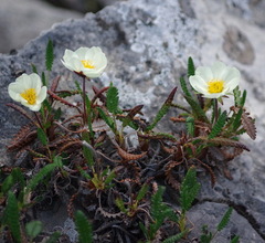 Dryas alaskensis
