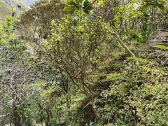 Sideroxylon borbonicum