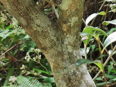 Sideroxylon borbonicum