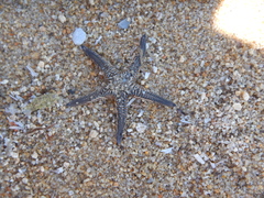Astropecten platyacanthus