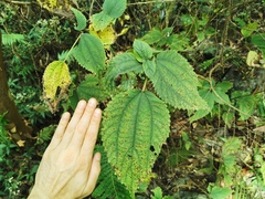 Boehmeria macrophylla