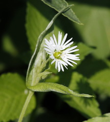 Stellaria radians
