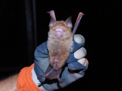 Hipposideros diadema