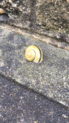Cepaea nemoralis