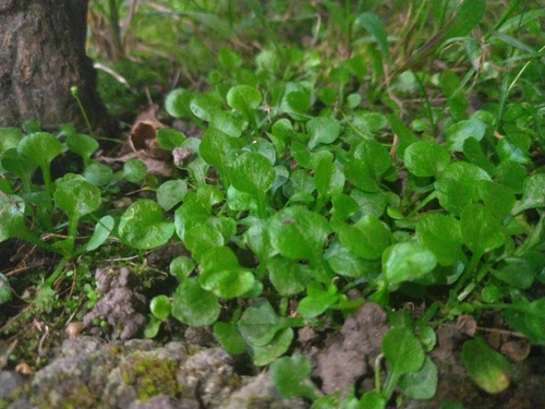 Erigeron bellioides