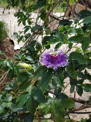Passiflora