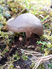 Melanoleuca polioleuca