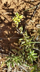 Crassula mesembryanthoides