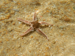 Astropecten bispinosus