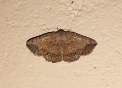 Blasticorhinus