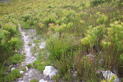 Hypodiscus alboaristatus