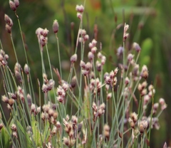 Hypodiscus alboaristatus
