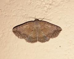Blasticorhinus