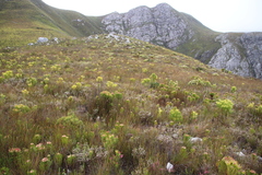 Erica cumuliflora