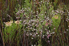 Erica cumuliflora