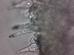 Melanoleuca polioleuca