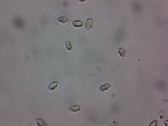 Melanoleuca polioleuca