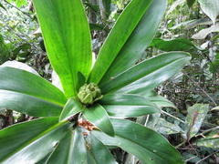 Costus guanaiensis