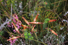 Erica aristata aristata