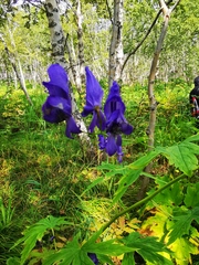 Aconitum fischeri
