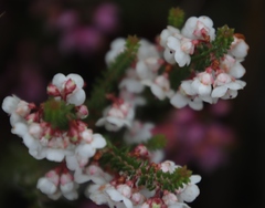 Erica corydalis