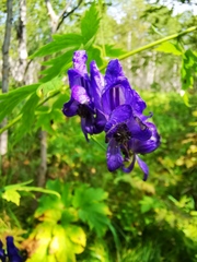 Aconitum fischeri