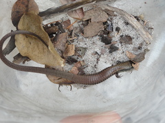 Colobosaura modesta
