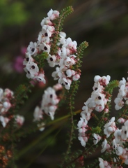 Erica corydalis