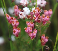 Erica brevifolia