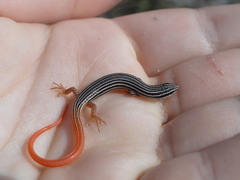 Vanzosaura rubricauda