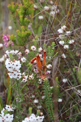 Erica aristata aristata